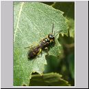 Mellinus arvensis - Kotwespe m01.jpg